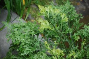 Plant show 2012 (116).JPG